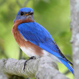 Bluebird