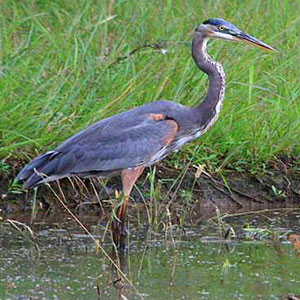 Blue Heron