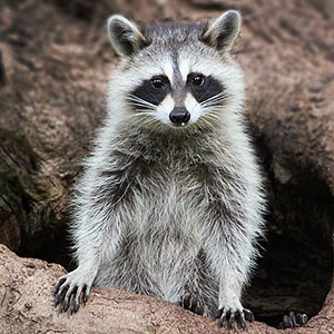 Raccoon