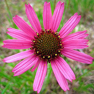 Tennsseee Cone Flower