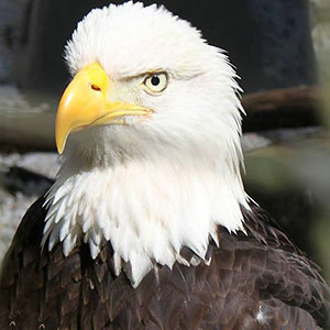 Eagle